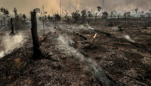 Brasil bate recorde de áreas queimadas em 2024