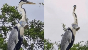 Garça resgatada no Rio de Janeiro com copo plástico na cabeça é solta na natureza