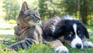 Cães e gatos domésticos poderão ter carteira de identidade a partir de 2025